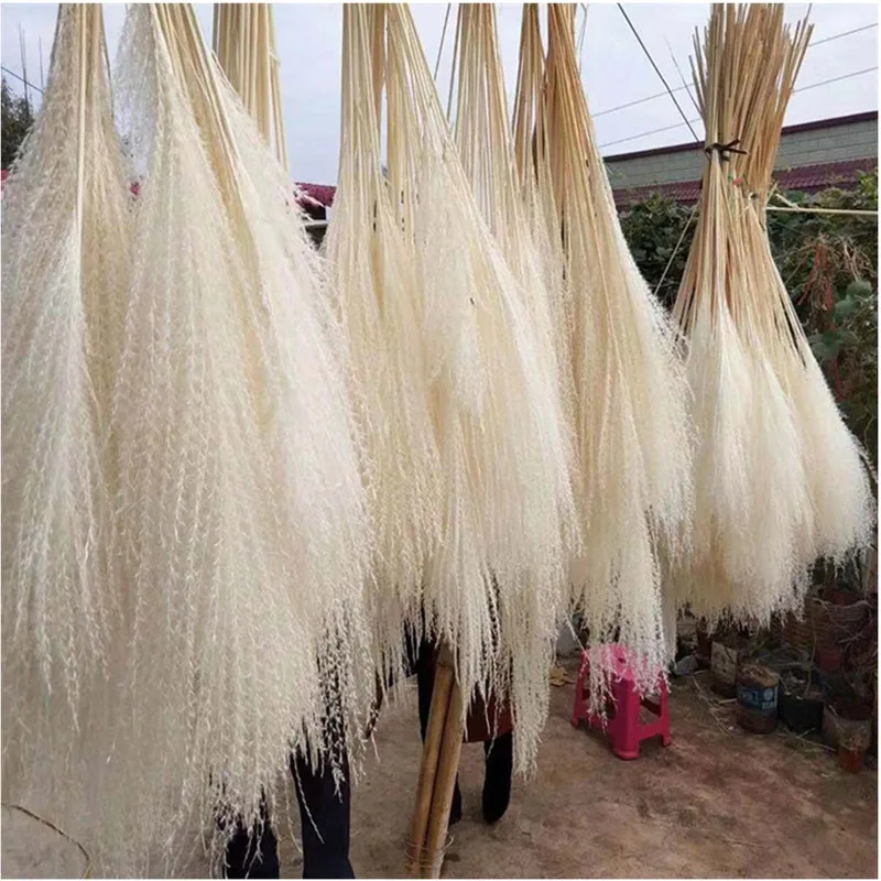 

Natural Reed Grass Dried Flowers 10pcs/Lot Purple Small Pampas Grass Bouquet For Home Wedding Store Decor Purple Real Flower