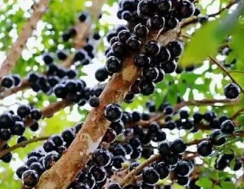 

Модуль мини-видеорегистратора COOAI COOEYE BAYCK, 5–30 В, 512 ГБ Micro SD, PAL/NTSC/AHD 720P (25/30/60 кадров в секунду) для радиоуправляемых дронов FPV