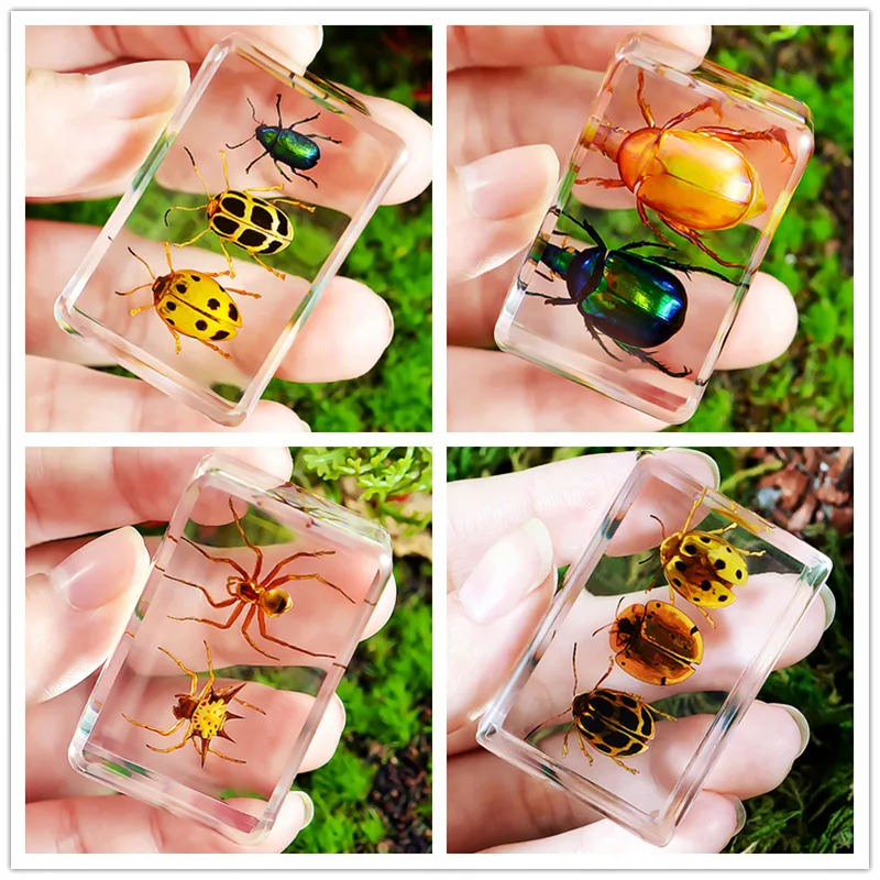 

Natural insect specimens resin marine animal specimens home accessories home decoration accessories figurine