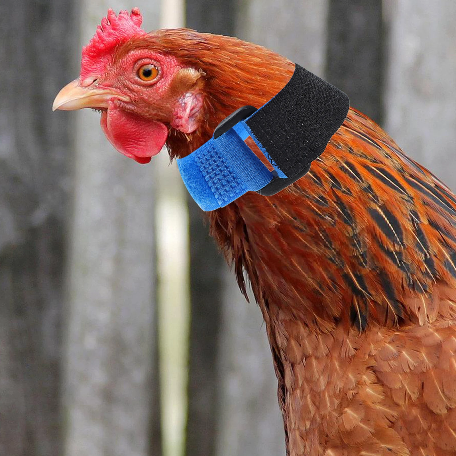 

2 Pcs Anti-hook Rooster Neck Strap Crowing Collar Anti-crowing Neckbands Nylon Chicken Collars Crowing-proof