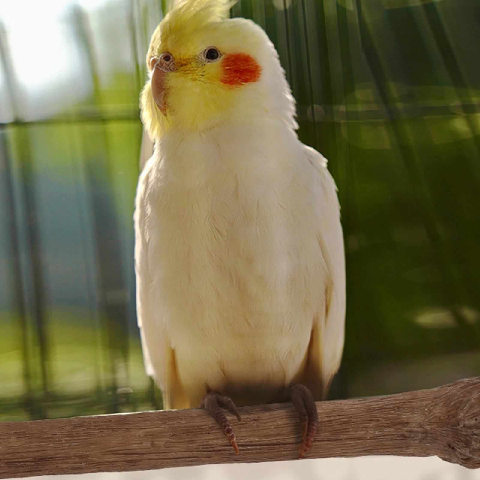 Heated Bird Perch Platform Resin Cage Accessories Bite Resistant Bird Cage Heater for Medium Large Lovebirds Cockatiel Canaries