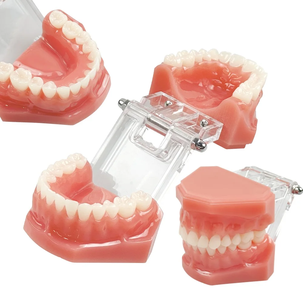 28 Teeth Standard Model M7003 Dental Teaching Study Demonstration Tool Soft Gum Resin Typodont Jaw Model For Practice Training