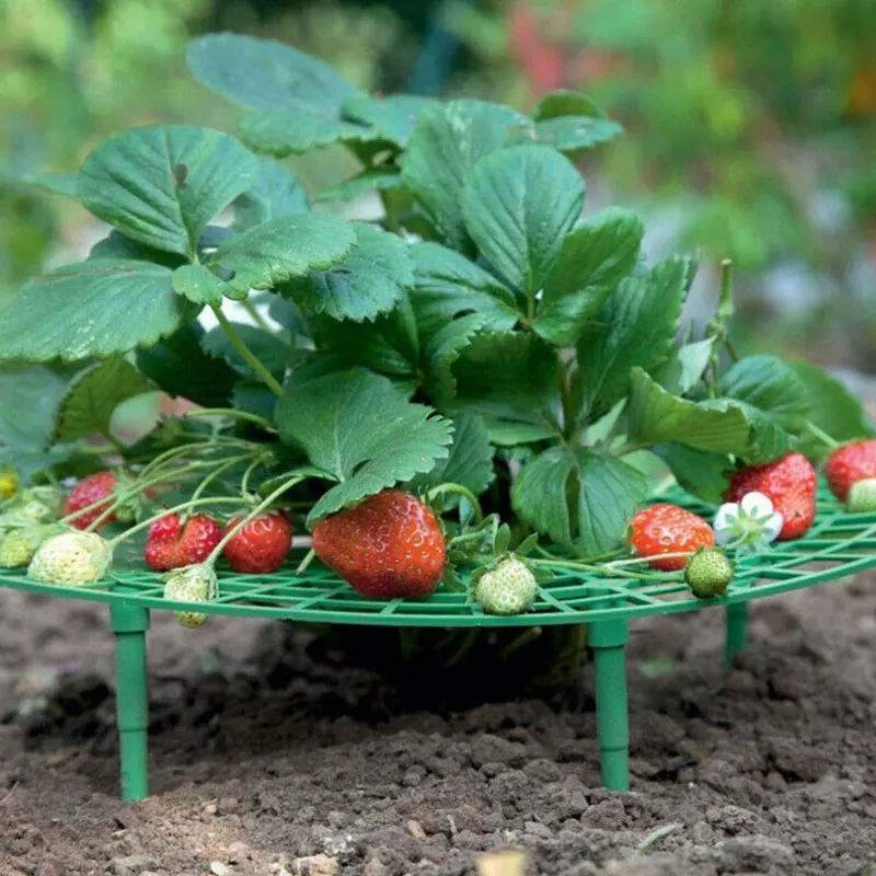 1PC Strawberry Planting Stand Fruit Vegetable Planting Stand Vegetable Planting Stand Fruit Supporting Plant Climbing Vine