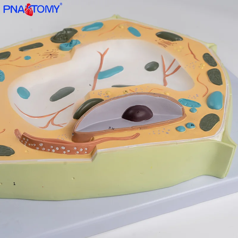 

Plant Cell Model for Biological Education Enlarged Anatomical Plant Models High School Cell Dissection Teaching Models