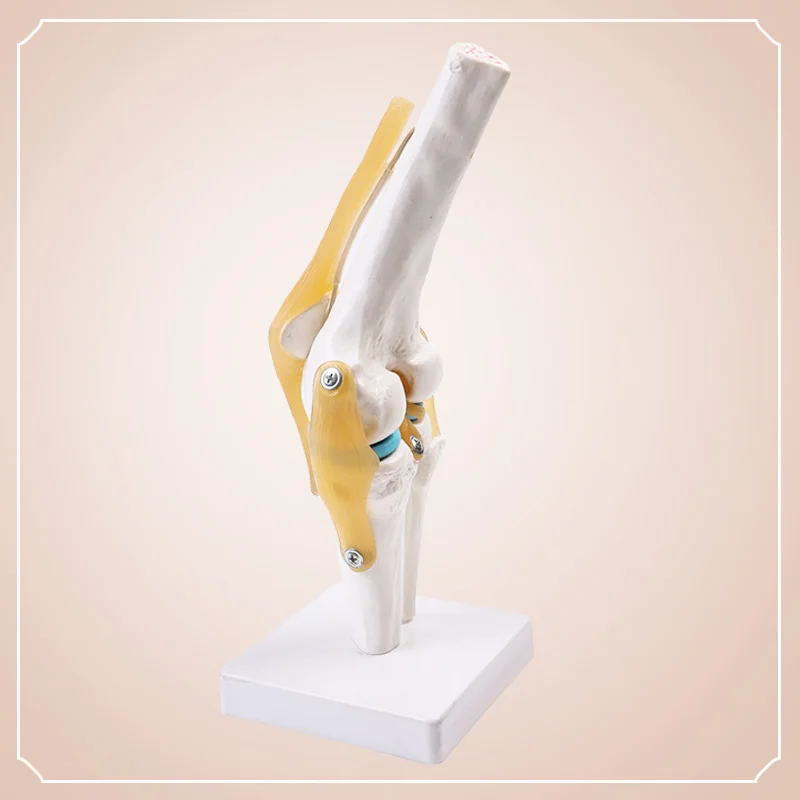 Teaching model of human knee joint meniscus cruciate ligament to move the kneecap patella bone