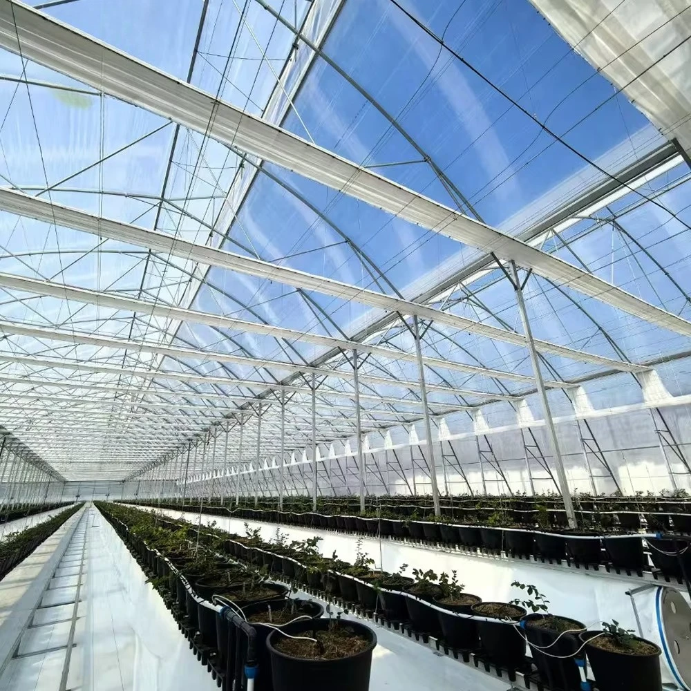 Double-Layer Multi-Span Plastic Film Agricultural Greenhouse Blueberry Growing House Serre Agricole Invernadero