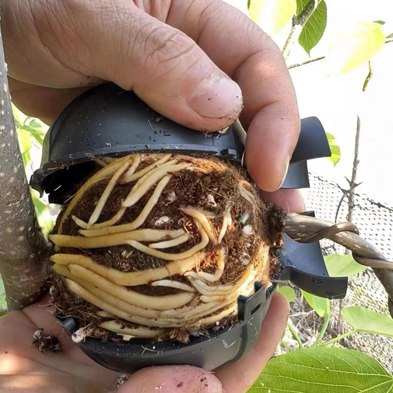 1Pc Plant Rooting Ball High Pressure Propagation Root Growing Box Garden Reusable Cutting Grafting Ball Breeding Equipment