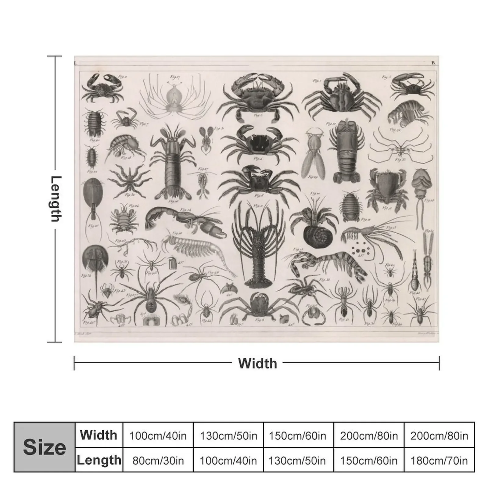 1857 Diagram Zoology: Animals including Crustaceans. Throw Blanket Polar Furrys Fashion Sofas Decorative Throw Blankets