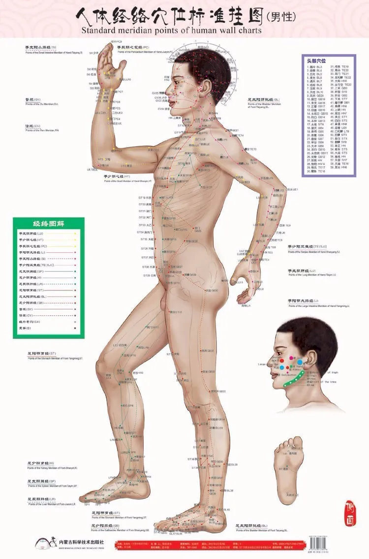 free shipping Male human meridian points Wallmap acupuncture massage point map a full human flipchart HD 3 chinese and English