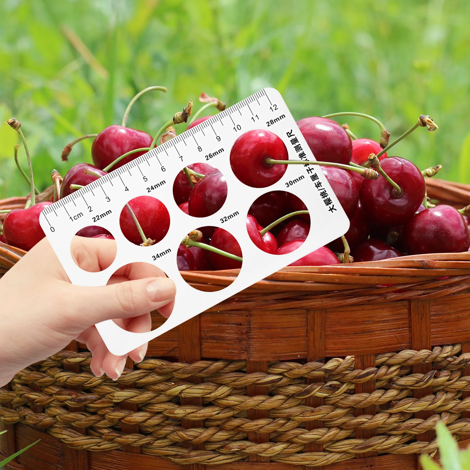 

12pcs Measuring Ruler PP Material Bright Diameter Measuring Ruler Size Marked Diameter Gauge Tool for Fruits Caliper
