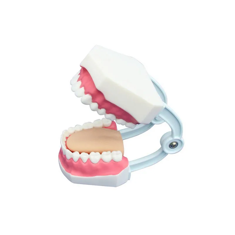 Small Dentals Care Model 32 Teeth Teaching Anatomy