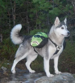 Truelove Dog Backpack Strap Detachable Backpack Multifunctional Dog Accessories Strap Outdoor Chest Strap Leash Dog TLB2051