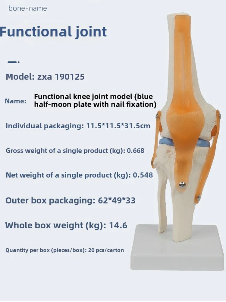 Functional knee model flexible cross ligament menisci flexible knee bone model