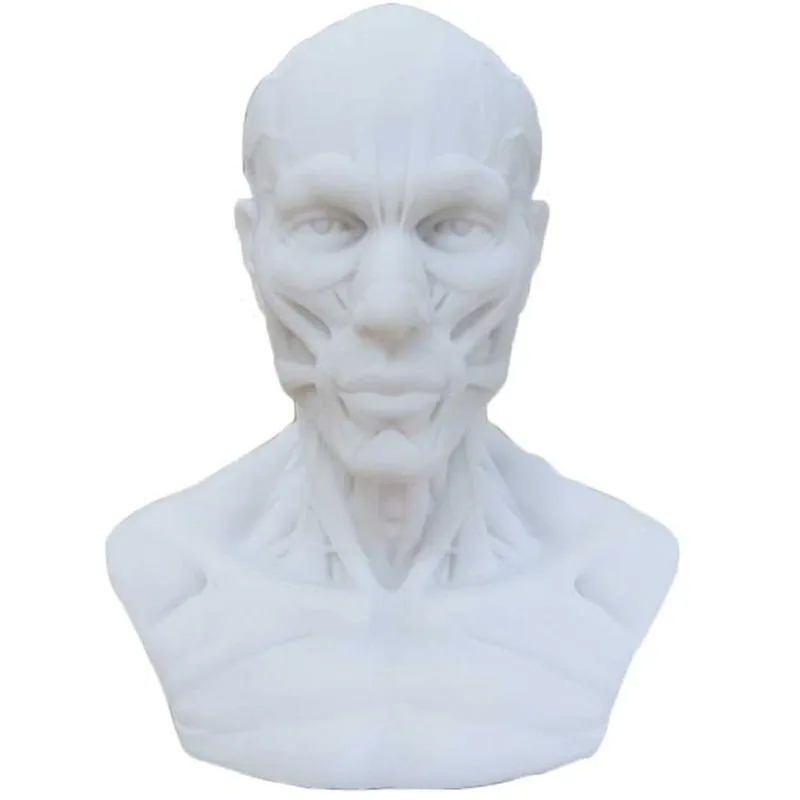 Human Muscle Skeleton Head Model Muscle Head Skull Anatomy Sculpture Art Sketch Medical Learning supplies