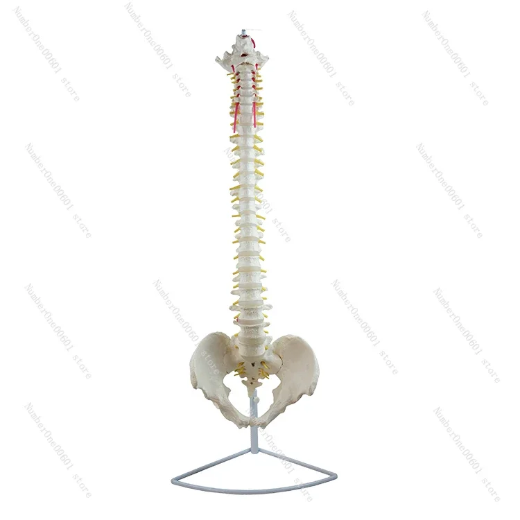 

Body Spine Model Human 1:1 Spine Model Human Skeleton Model Bendable