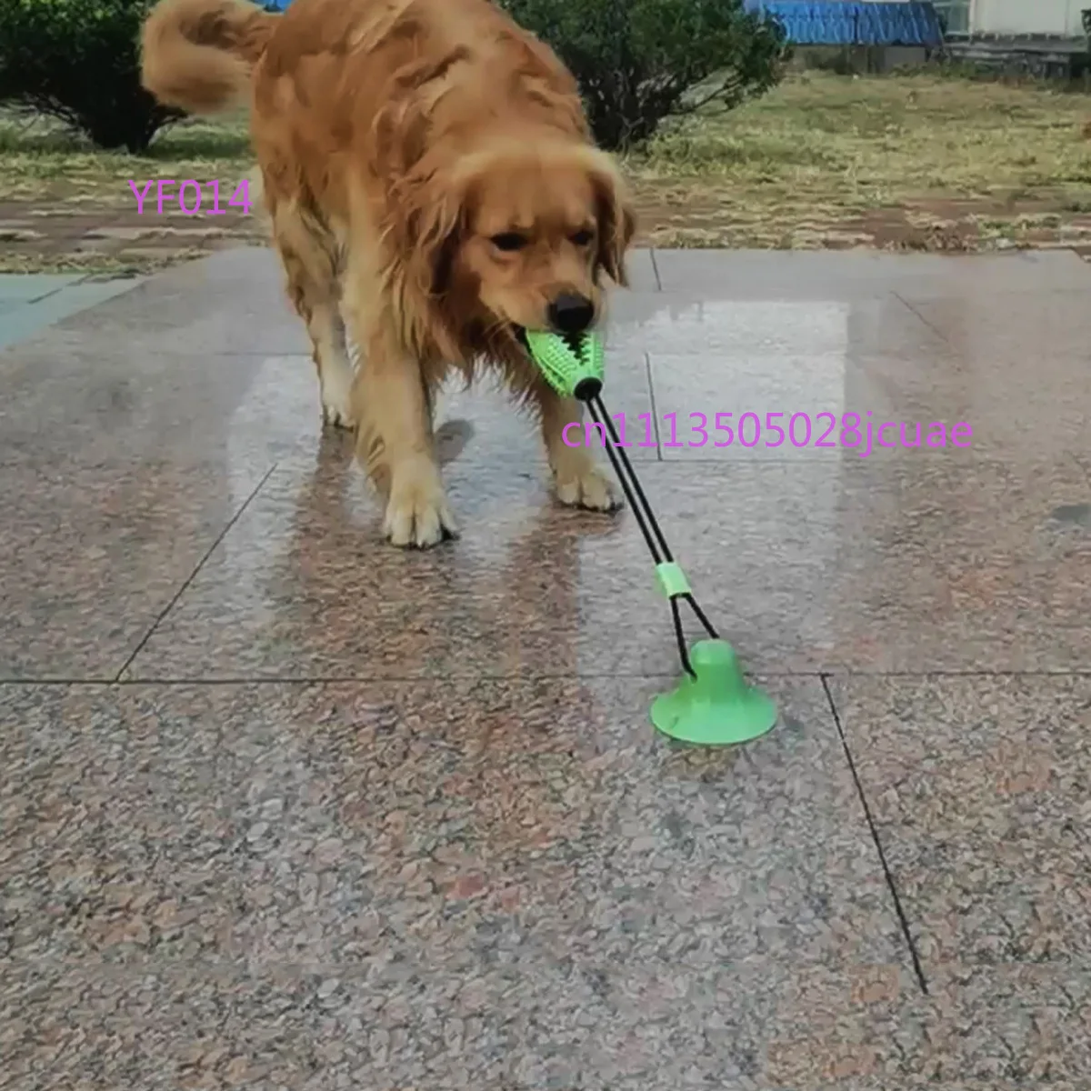 

Popular Pet Chewing Toy Bite Resistant Leakage Food Ball With Suction Cup Dual Use Dog Molar Grooming Supplies