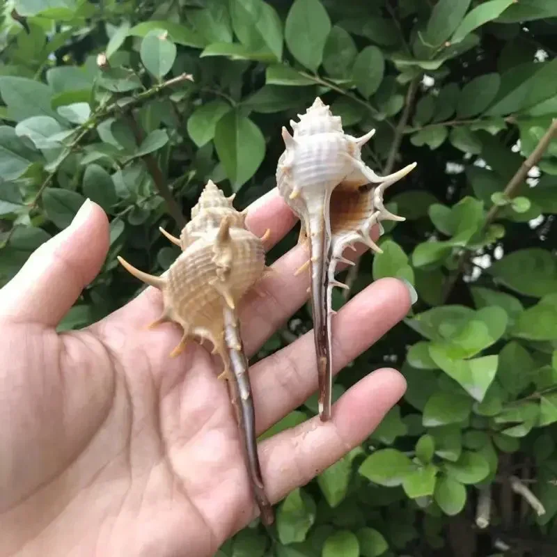 3PCS Conch Shell Long Thorn Snail Witch Bone Snail Shooting Props Platform Landscaping Mediterranean Style Decorative Ornaments