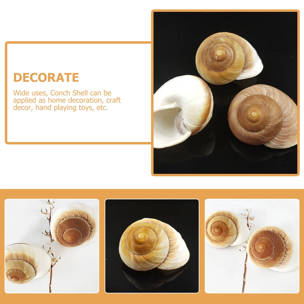 

2pcs Natural Craft Conch For Fish Tank Aquarium Craft Decor Desktop Shell Decoration Creative Conch Adorn For Landscape Delicate