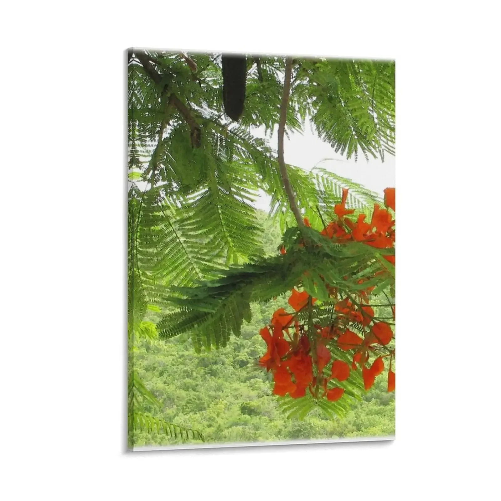 

Watercolor Flower, Royal Poinciana 02, St. John, USVI Canvas Painting home decor interior wall frame for living room