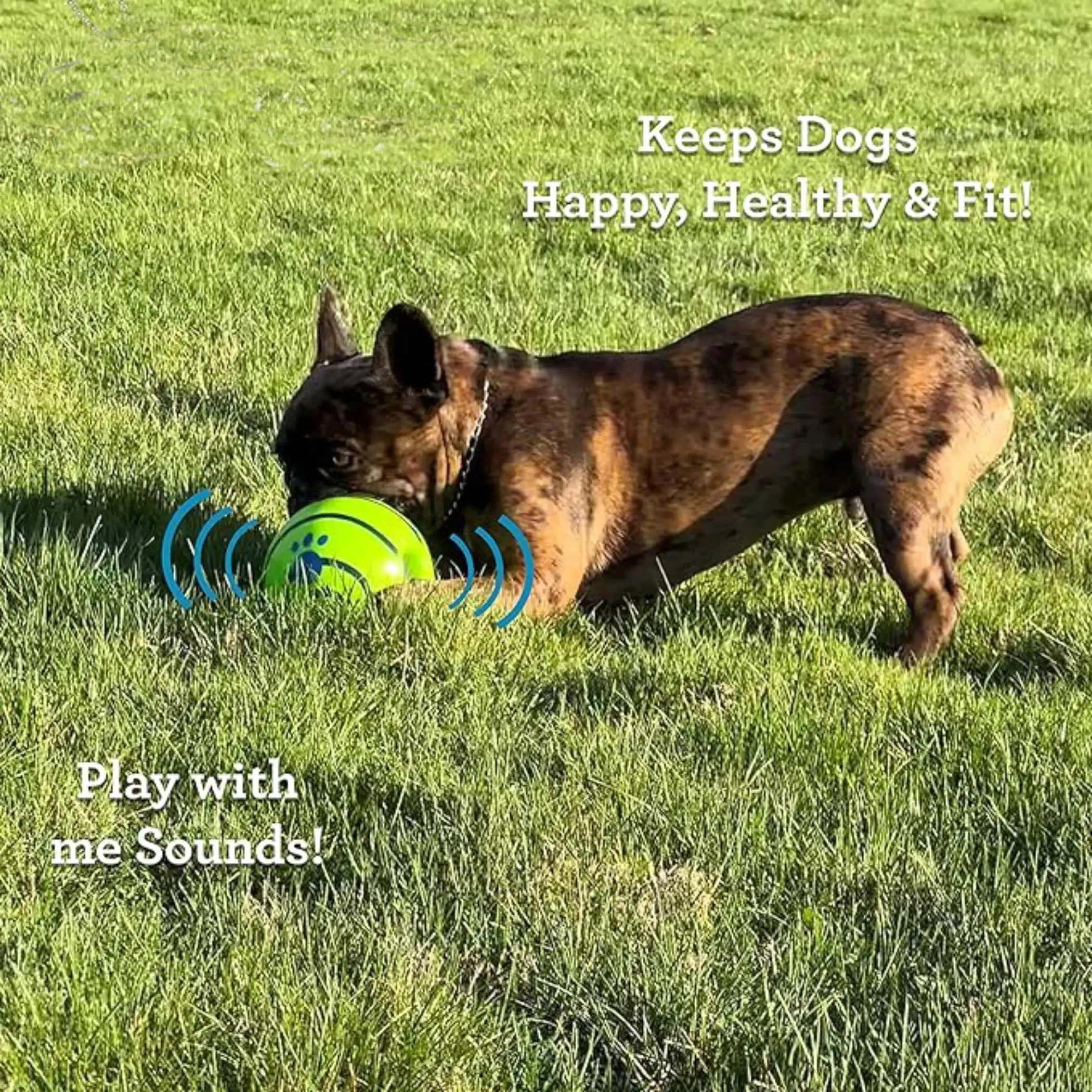 Pet Dog Ball Interactive Dog Toy Fun Sounds When Rolled or Shaken Pets Know Best As Seen On TV image 2