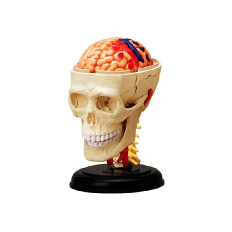 4d  Skull Human Anatomical  Anatomy Model Replica  Skull Bone Brain  Body Organs Model Medical Supplies and Equipment