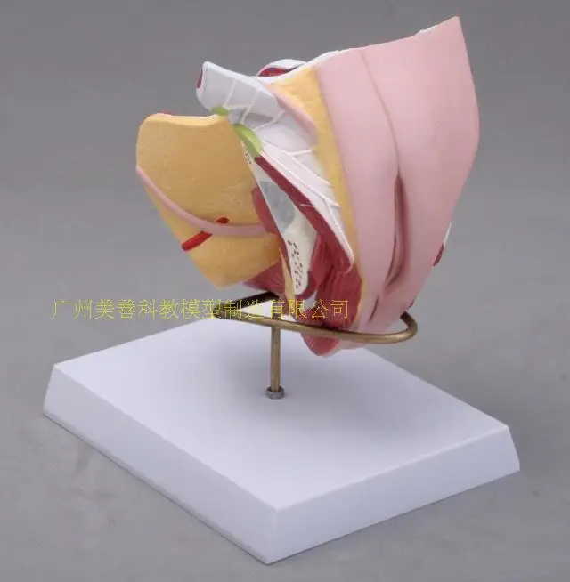 4parts 1:1 Life-sized Human Male Female Anatomy  Internal External Reproductive Organs Urinary System Model Andrology  Structure