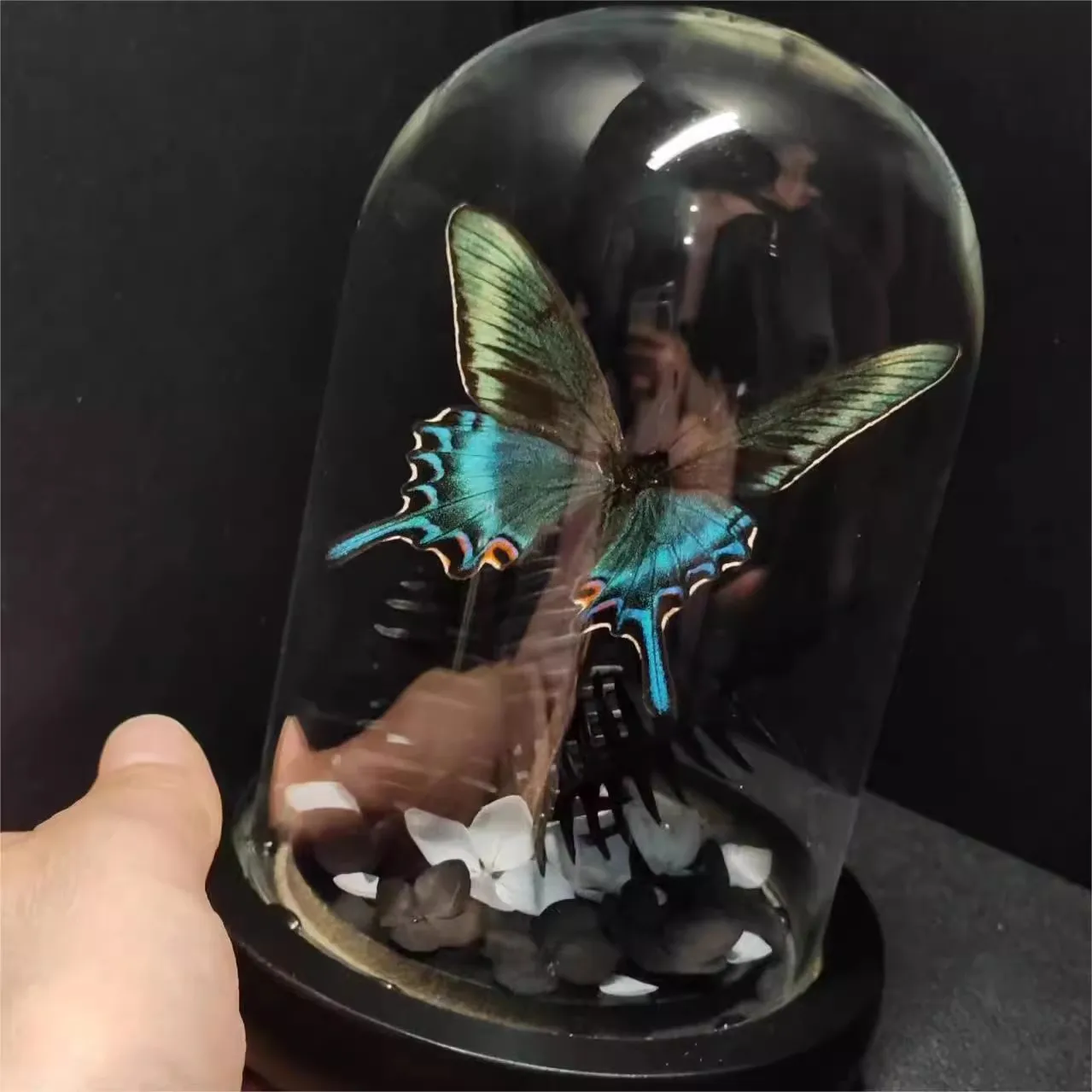 cinturon-verde-jade-phoenix-butterfly-forest-green-queen-butterfly-art-glass-cover-jewelry-artesanal-birthday-series-gift