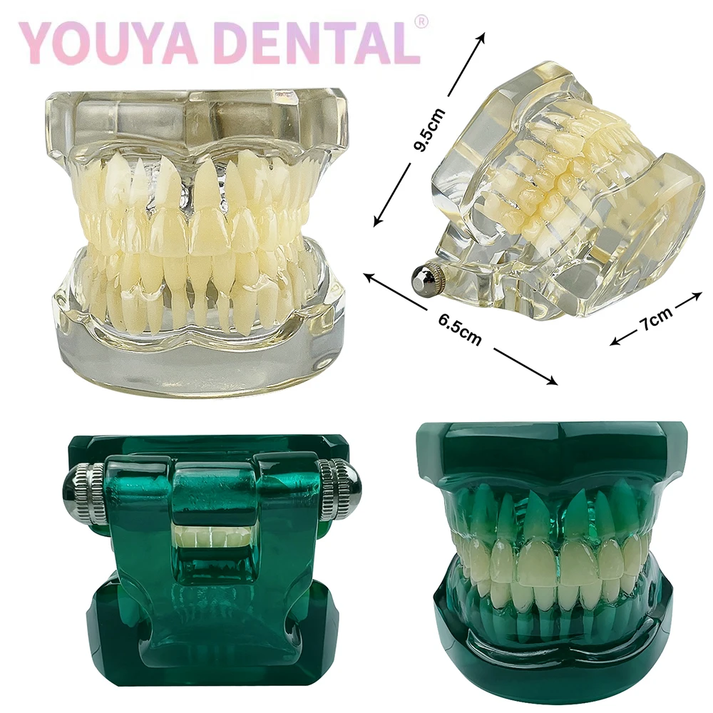 

1 Pcs Dental Teaching Tooth Model 1:1 Transparent/Blue Standard Typodont Tooth Model For Dentist Education Demonstration