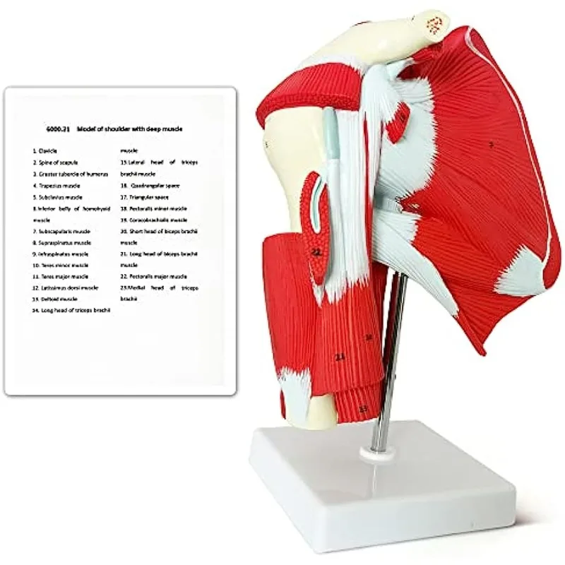 Human Muscled Shoulder Joint Anatomical Medical Model Shows Complete Anatomy Musculature Rotator Subscapular Muscles