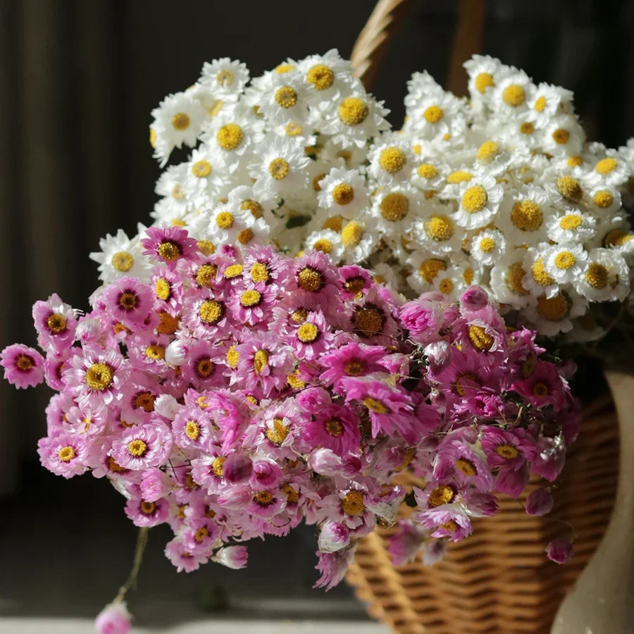 Real Natural Seco Cineraria Buquê De Flor, Rosas Secas, Arranjo De Casamento, Decoração, Branco, Mais De 60 Cabeças De Flor