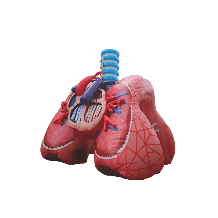 WINSUN Inflatable Realistic Heart And Lung Model For Medical Theme Advertising Event Lung With Tumor For Medical