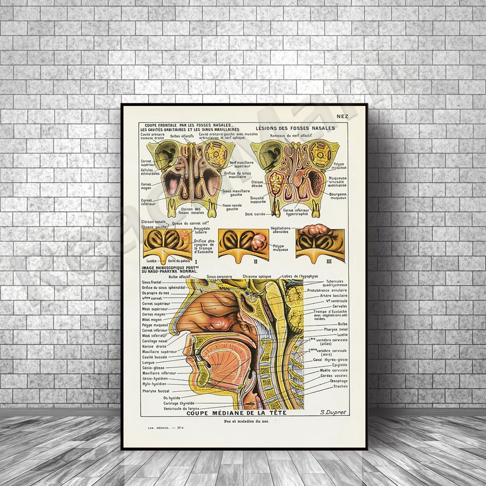 nose print 1952 french vintage anatomy print, vintage breathing medical decor, medical gift, heart gift for doctor office decor