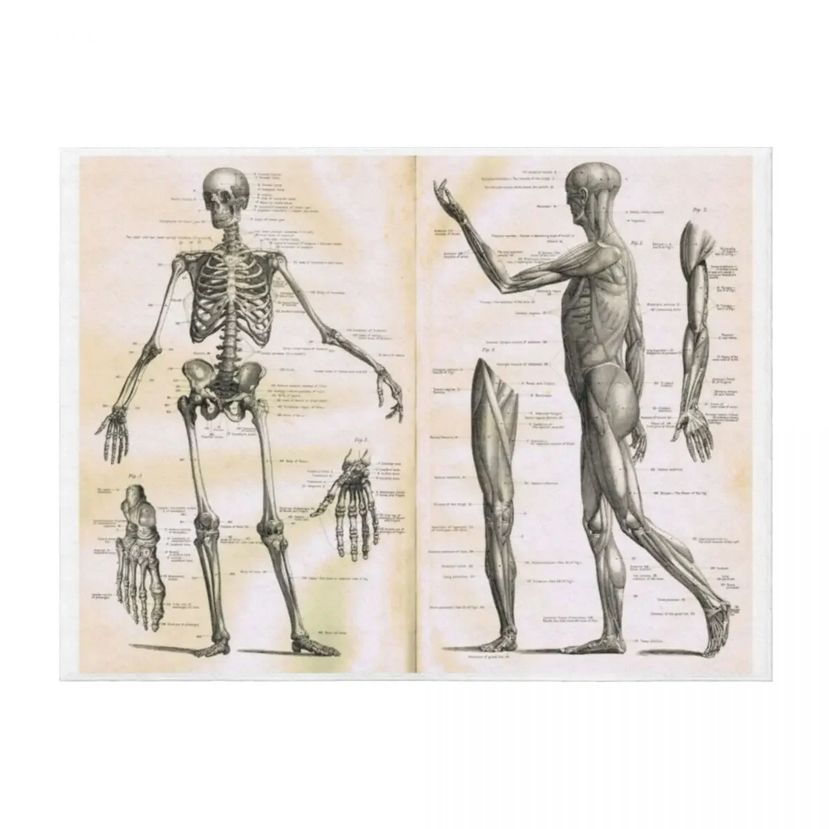 

19th century anatomy illustration parts ofa human skeleton Throw Blanket Fashion Sofas Soft Travel Blankets