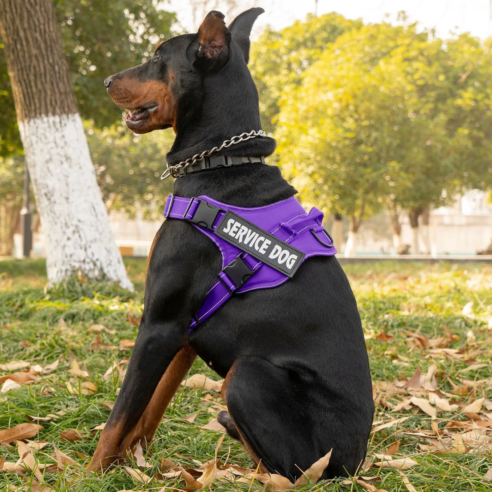 Dog harness best selling pet medium and large dog explosion-proof anti-slip harness dog collar dog accessories