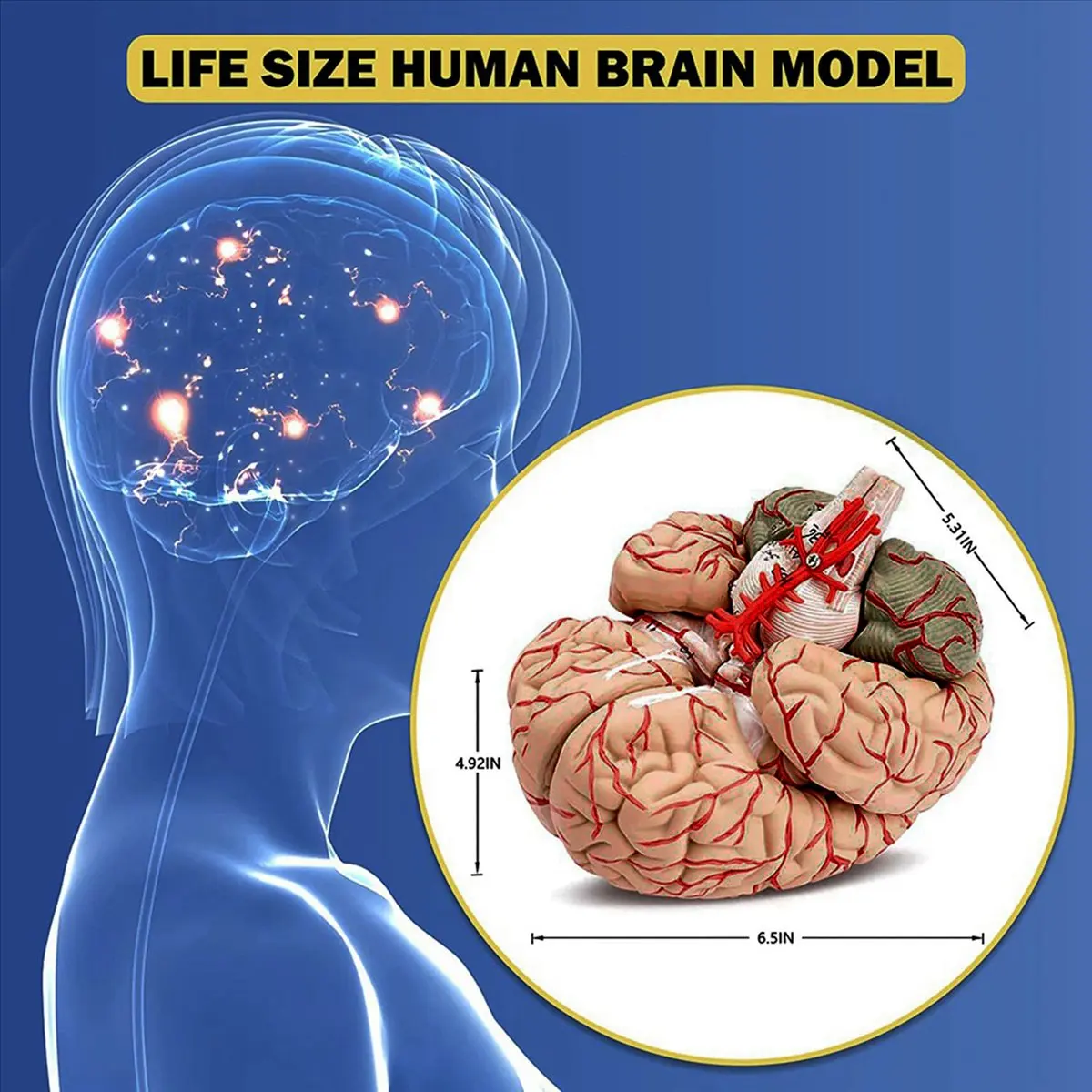 【Limited Offer】Human Brain,Life Size Human Brain Anatomy Model with Display Base, for Science Classroom Study & Teaching Display