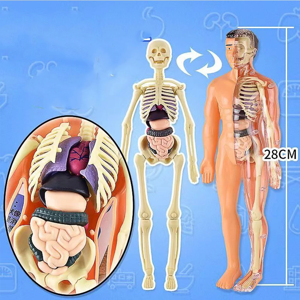 3D 인체 해부학 모델 어린이 플라스틱 DIY 해골 장난감, 과학 조기 학습 보조 교육 장난감, 두 종류, 신제품