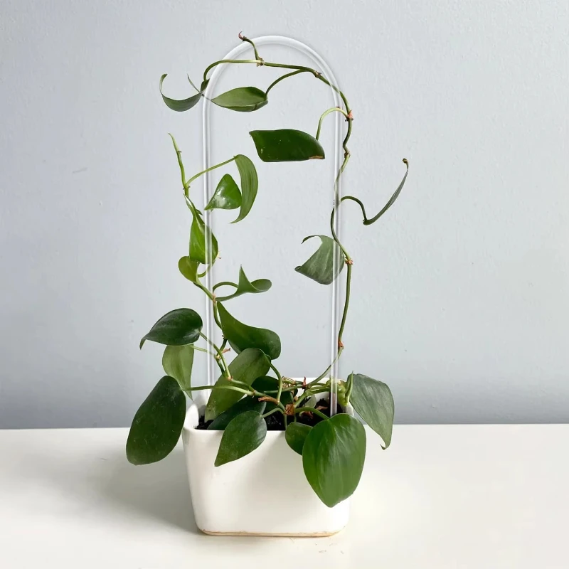 2/5 قطعة إطار تسلق نبات أكريليك على شكل حرف U شفاف متين داخلي أصيص زهور الكرمة دعم الهيكل للبستنة #6