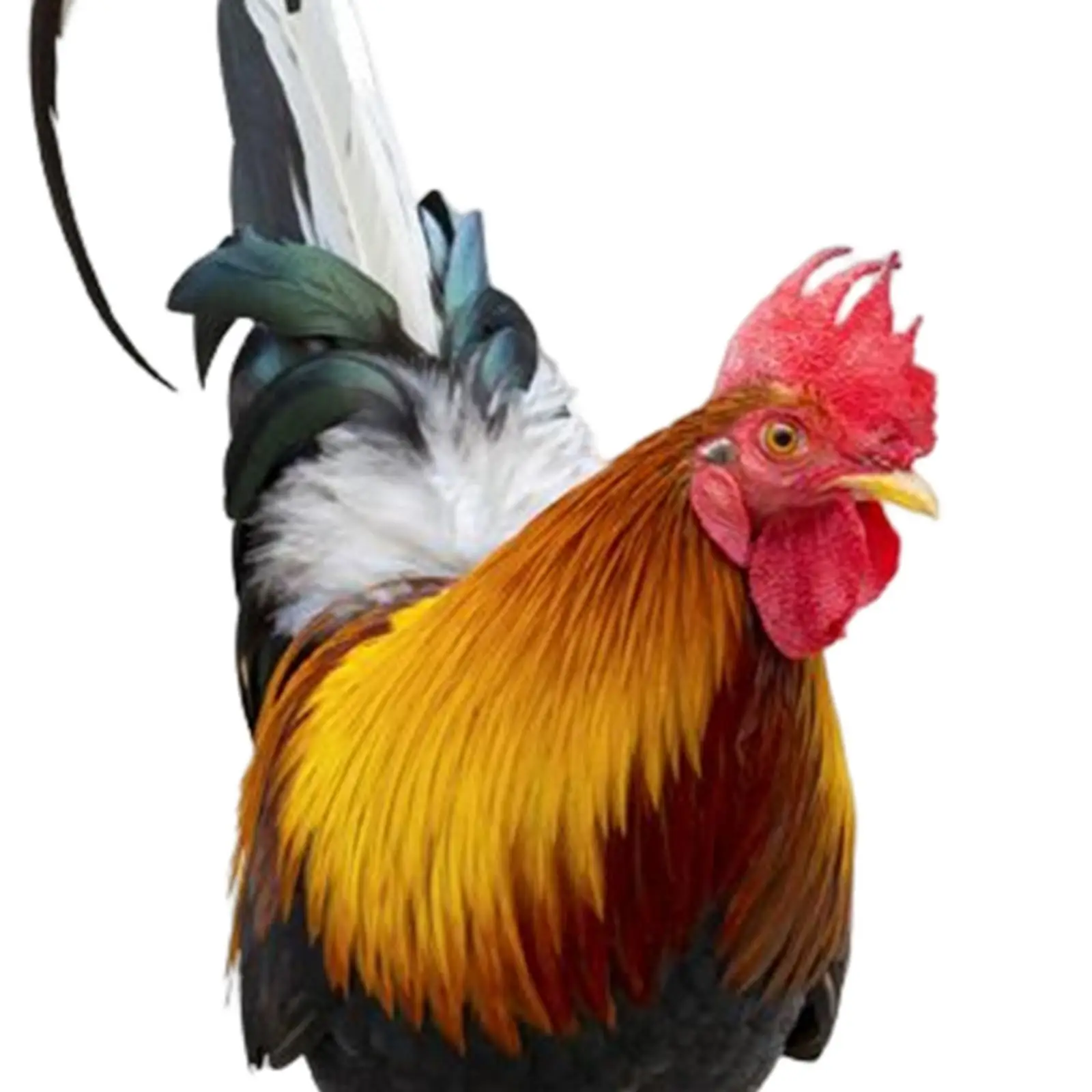 Outdoor Rooster Chicken Garden Ornament Acrylic Statue Lawn Stake for Backyard Art and Patio Decorations