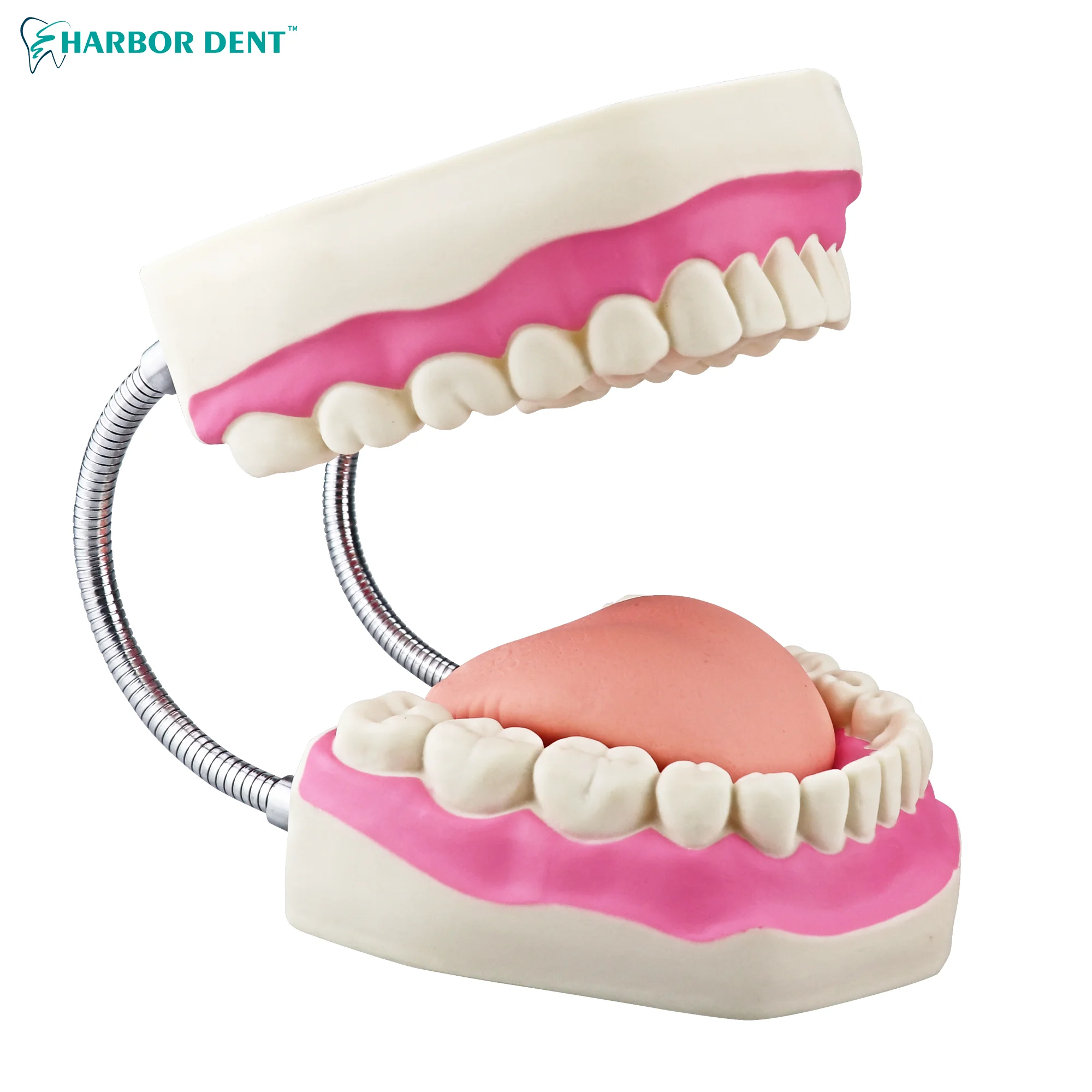 

Tooth Model Teaching Toothbrush Dental Advanced Demonstration Education Model Tool