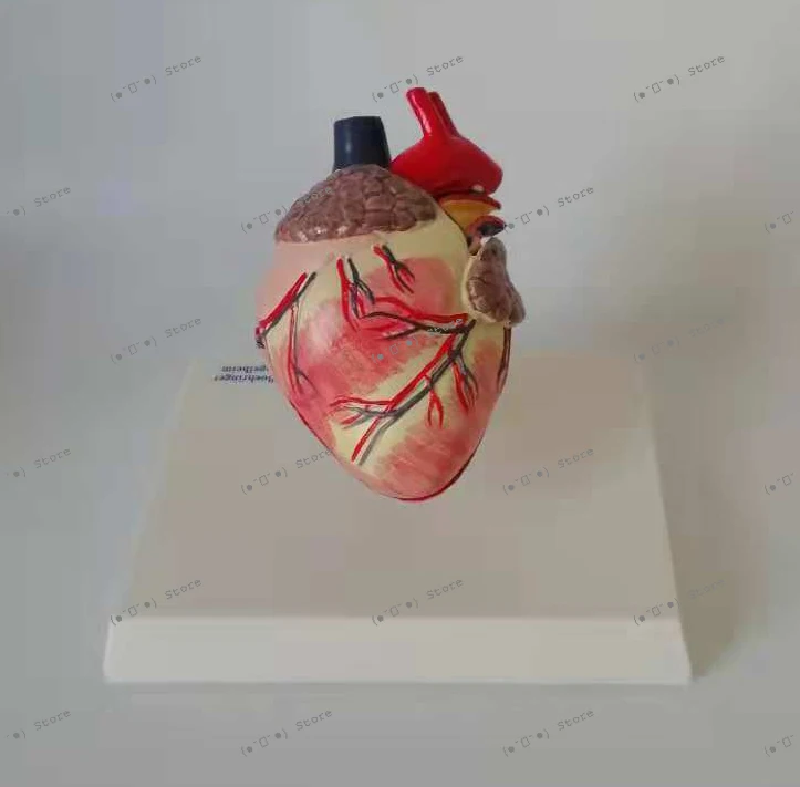 

Dog Heart Anatomy Model Animal Viscera Canine Model Pet Veterinary Teaching Aids, Hot Sale