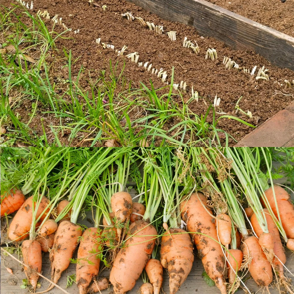 Afbeelding 7: 10g Chitosan Oligosaccharide Groene Microbiële Organische Meststof voor Huis Tuin