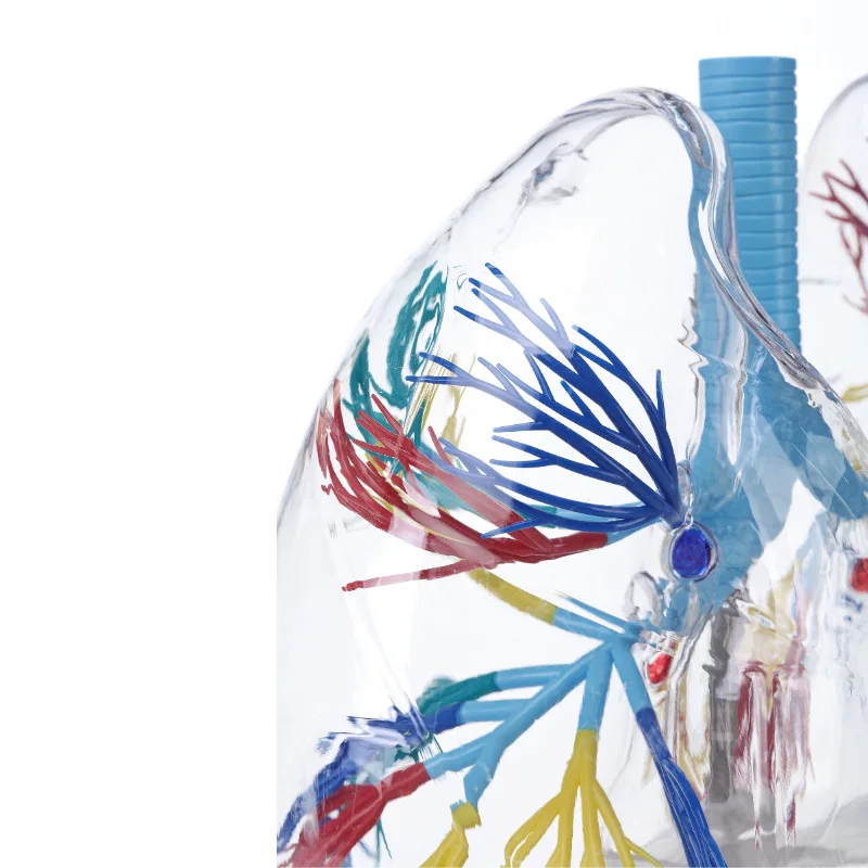 Transparent lung segment model Lung anatomy, thoracic surgery respiratory model specimen Human lung model