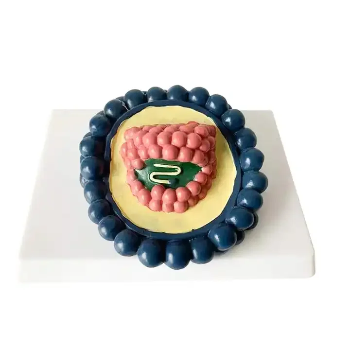 Medical Teaching Equipment Virus Model Adenovirus Phage Combination Virus Model Biological Model Teaching Aid