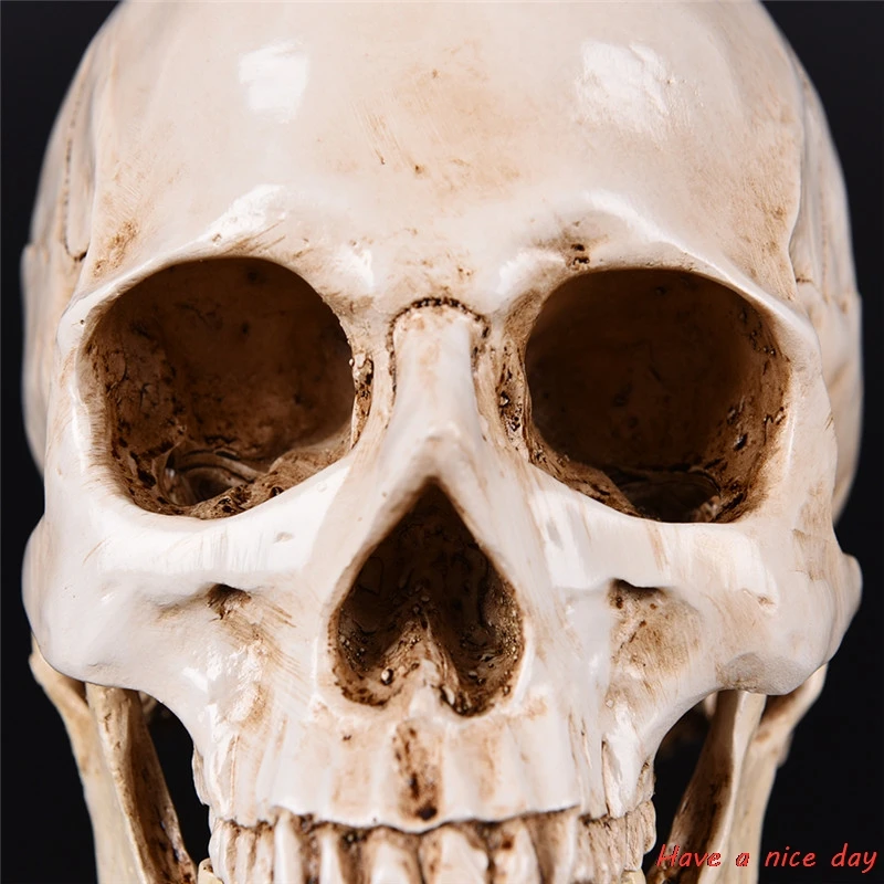 Human Head Resin Replica Medical Model High Quality Decorative Craft Skull Lifesize 1:1 Halloween Home Decoration