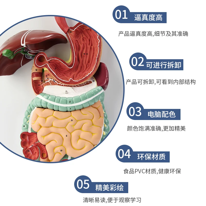 Anatomical model of human digestive system organs, heart, kidney, gastrointestinal teaching demonstration teaching AIDS