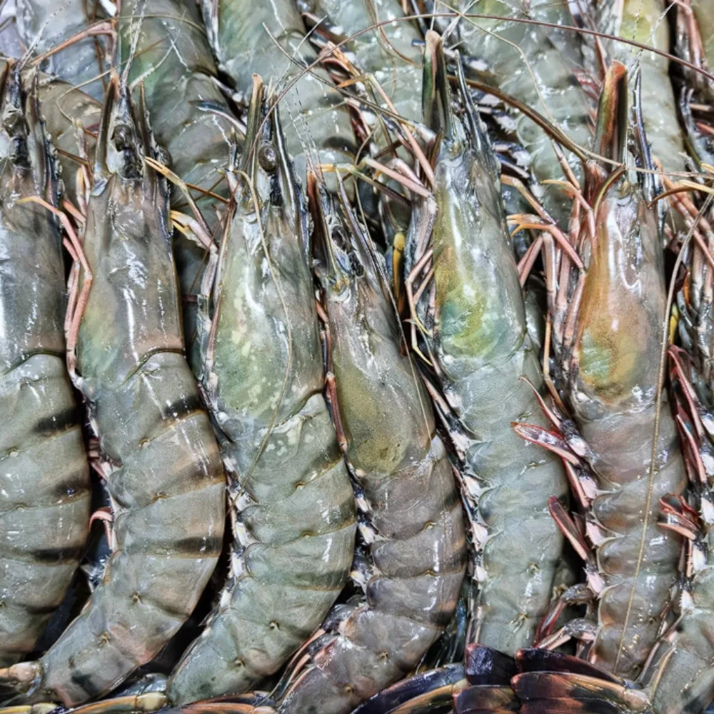 Camarones King Black Tiger 500g (8-15 Camarones)