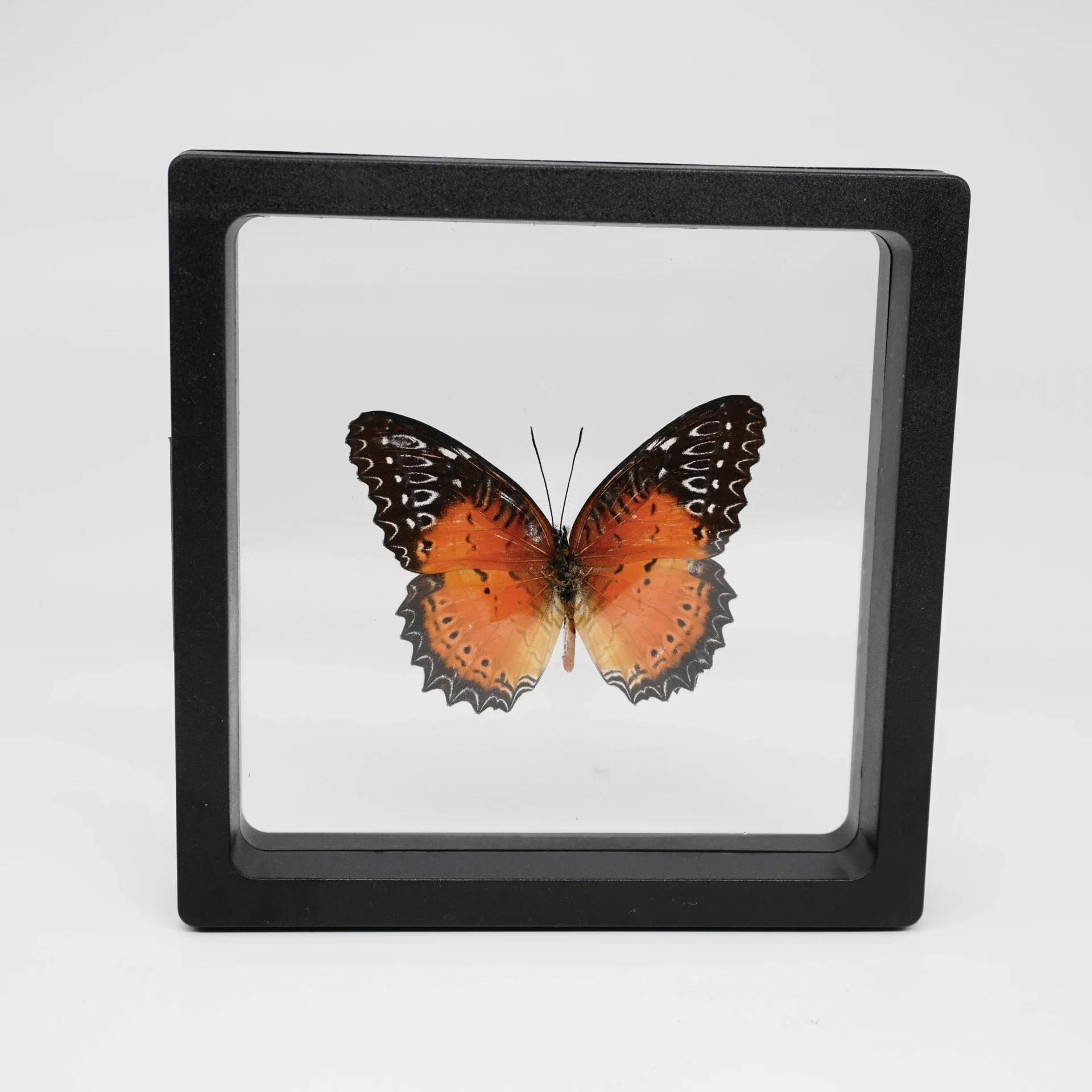 2 Stuks 40 Soorten Echte Vlinder Exemplaren Fotolijst Kantoor Thuis Desktop Boekenplank Ornamenten Zoekcollectie Display Cadeau