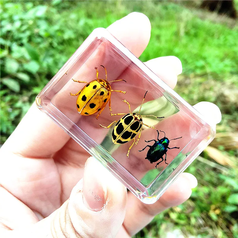 New Hot Selling Real Insect Resin Specimen Stag Beetle Locust Crab Scarab Bee Spider Teaching Collection Children\'s Cognition