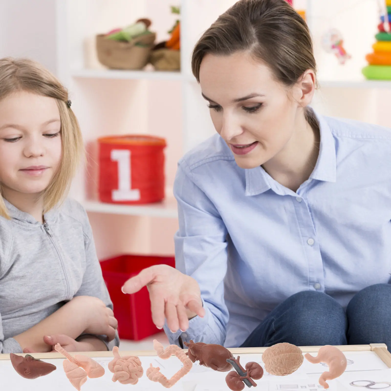 

8Pcs Human Organ Anatomy Study Props Realistic Simulation Teaching Set for Laboratory Nursing Training Education