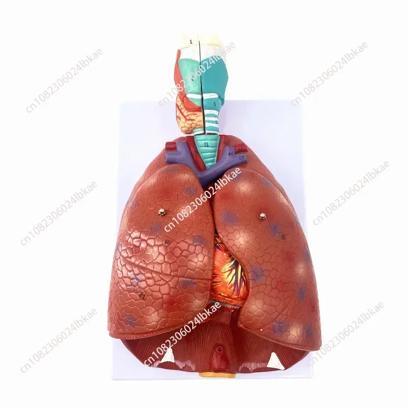 

Анатомическая модель горла/сердца/луны человека, респираторная система, висцеральная анатомия легких, имитирующие медицинские учебные принадлежности